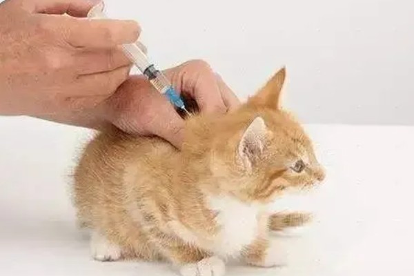 猫咪产后过多久才可以洗澡,至少要等1个月