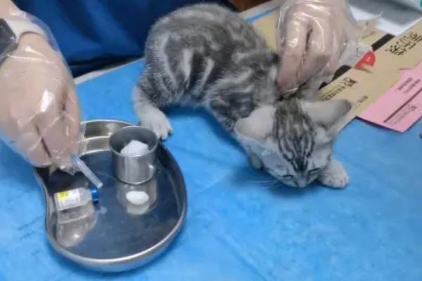 猫咪产后过多久才可以洗澡,至少要等1个月