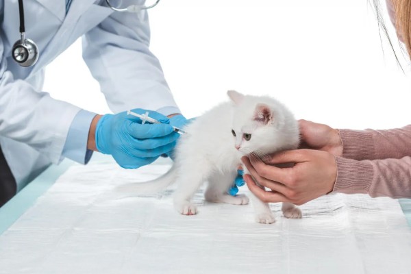 猫咪产后过多久才可以洗澡,至少要等1个月