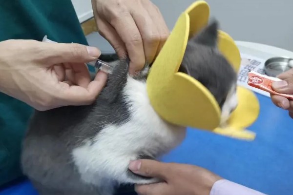 猫咪产后过多久才可以洗澡,至少要等1个月