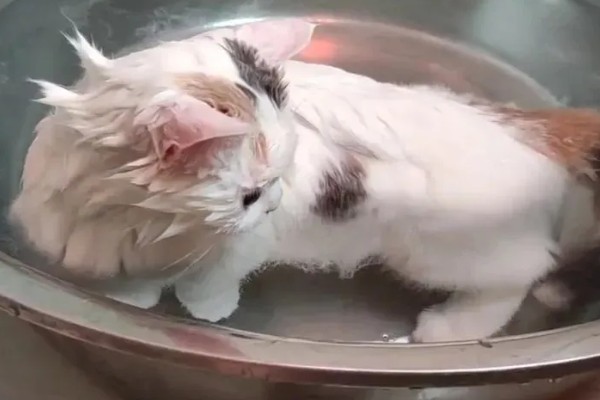猫咪产后过多久才可以洗澡,至少要等1个月