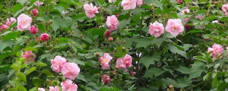 家养芙蓉花的危害，全株无毒没有危害