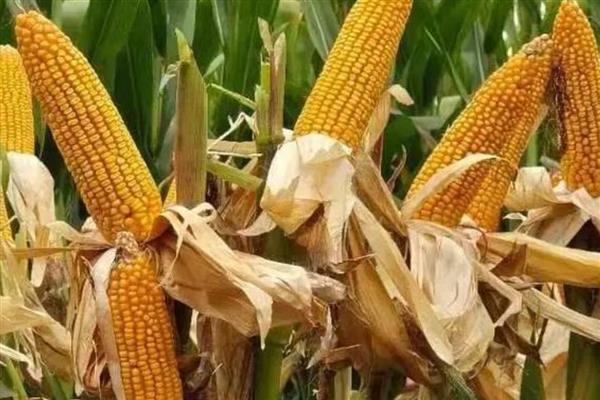 有什么中早熟玉米,富友88、华美3号等品种成熟时间早
