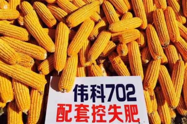 有什么中早熟玉米,富友88、华美3号等品种成熟时间早