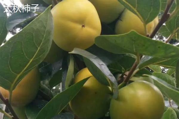 脆柿子有什么品种,恭城月柿、大秋柿子等品种味道好