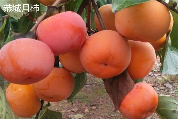 脆柿子有什么品种,恭城月柿、大秋柿子等品种味道好
