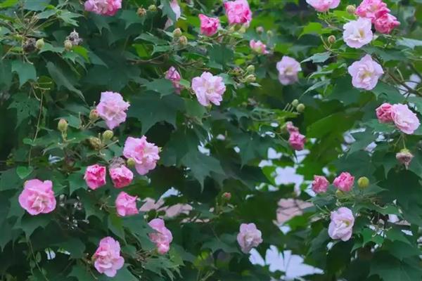 家养芙蓉花的危害,全株无毒没有危害