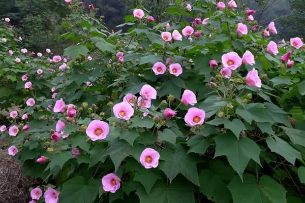 家养芙蓉花的危害,全株无毒没有危害