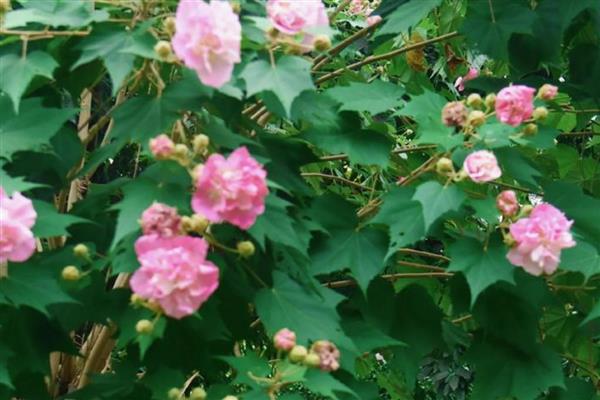 家养芙蓉花的危害,全株无毒没有危害