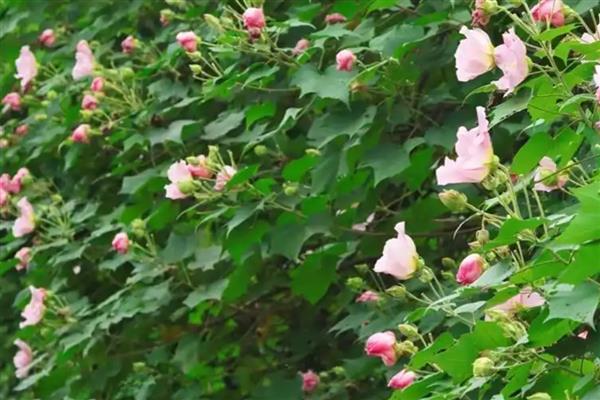 家养芙蓉花的危害,全株无毒没有危害