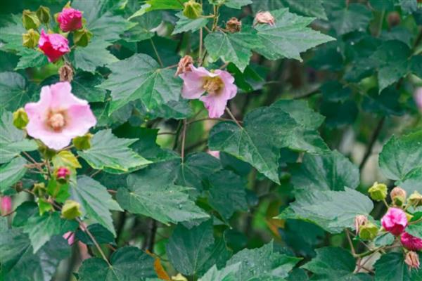 家养芙蓉花的危害,全株无毒没有危害