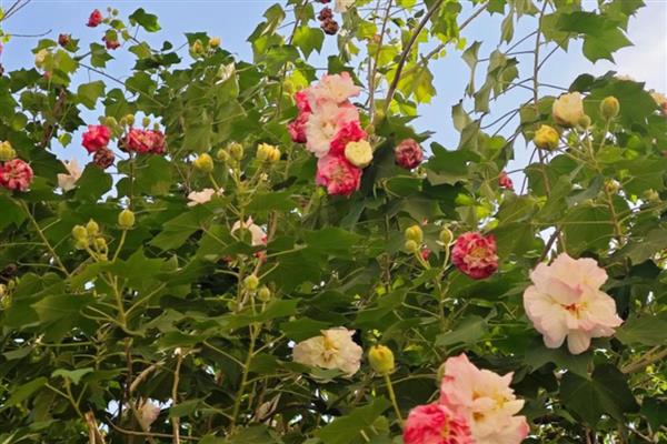 家养芙蓉花的危害,全株无毒没有危害