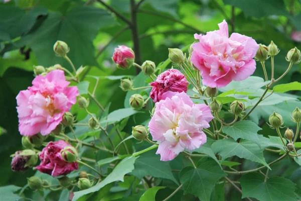 家养芙蓉花的危害,全株无毒没有危害
