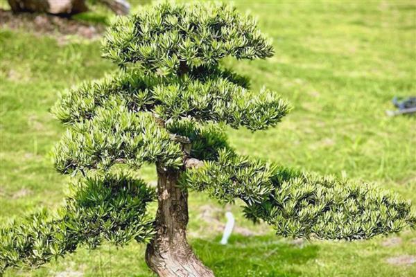 罗汉松冬季室外防冻方法，套上塑料薄膜可以保暖