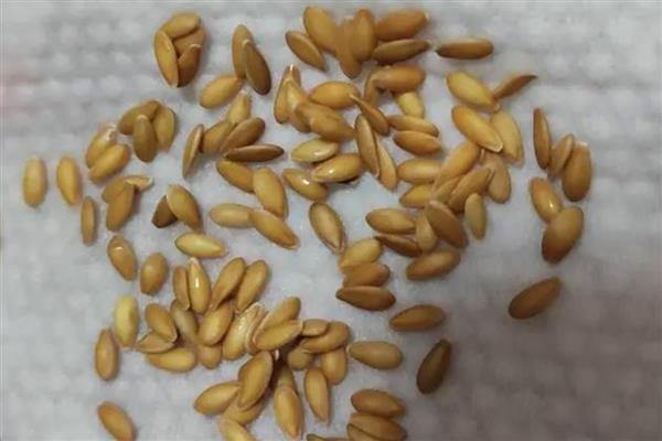 羊角蜜甜瓜坐果后过多久才能成熟,一般需要120-160天左右