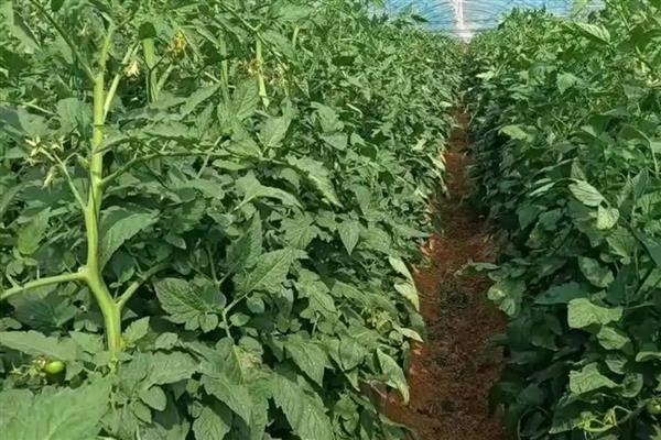 西红柿溃疡病怎么防治，播种前用温水浸种消毒