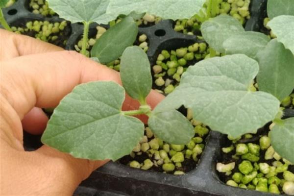 羊角蜜甜瓜坐果后过多久才能成熟,一般需要120-160天左右