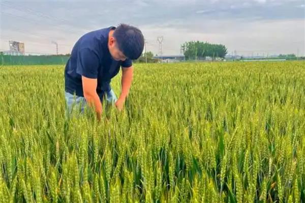 郑麦1860的产量表现,平均亩产量达到790公斤左右