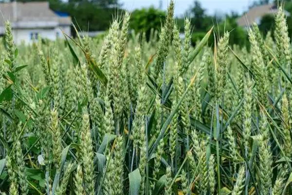 郑麦1860的产量表现,平均亩产量达到790公斤左右