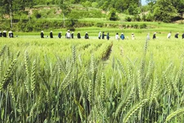 郑麦1860的产量表现,平均亩产量达到790公斤左右