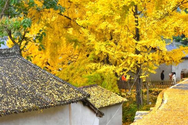 有什么浮水植物,茶菱、莼菜等10个品种很常见