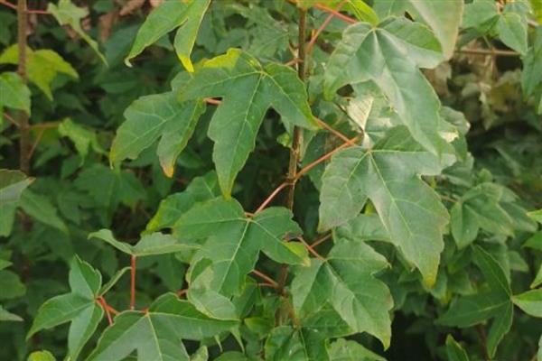 有什么浮水植物,茶菱、莼菜等10个品种很常见