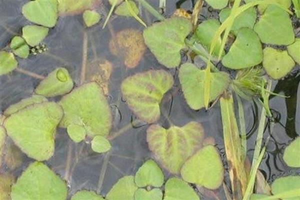 有什么浮水植物,茶菱、莼菜等10个品种很常见