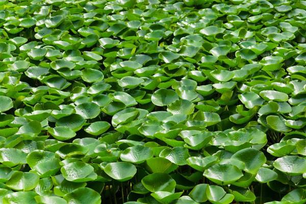 有什么浮水植物,茶菱、莼菜等10个品种很常见