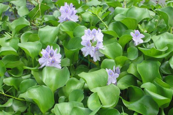 有什么浮水植物,茶菱、莼菜等10个品种很常见