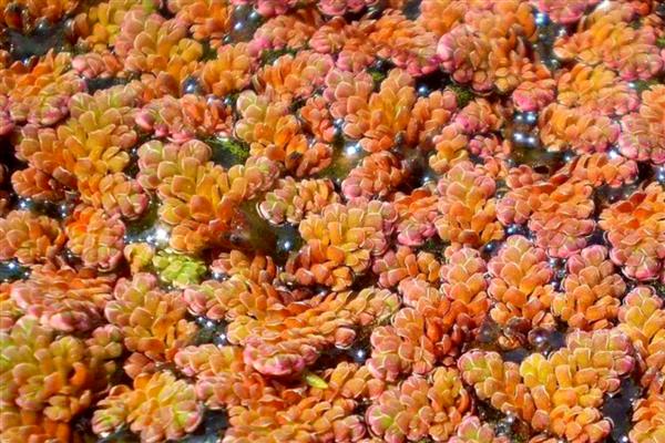 有什么浮水植物,茶菱、莼菜等10个品种很常见