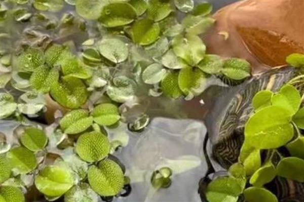 有什么浮水植物,茶菱、莼菜等10个品种很常见