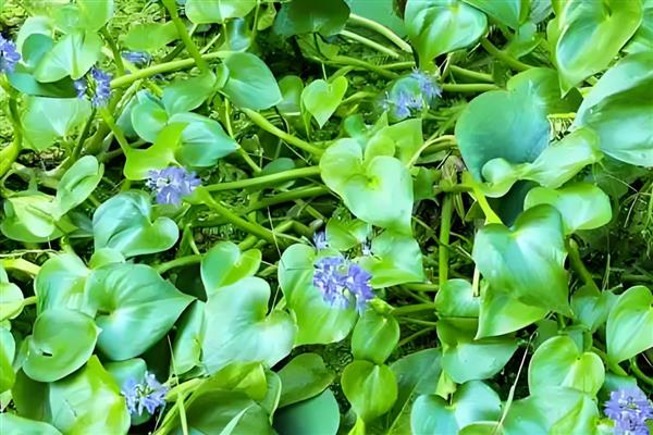 有什么浮水植物,茶菱、莼菜等10个品种很常见