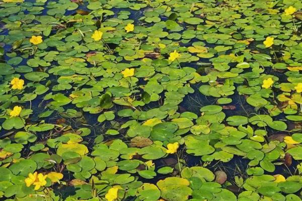 有什么浮水植物,茶菱、莼菜等10个品种很常见