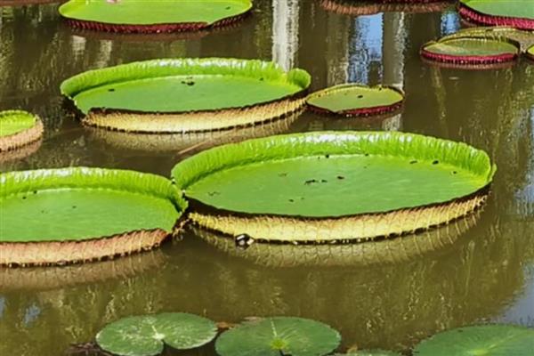 有什么浮水植物,茶菱、莼菜等10个品种很常见