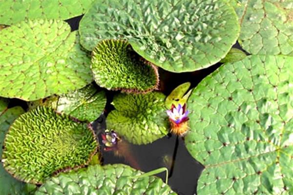 有什么浮水植物,茶菱、莼菜等10个品种很常见