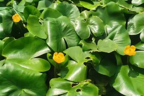 有什么浮水植物,茶菱、莼菜等10个品种很常见