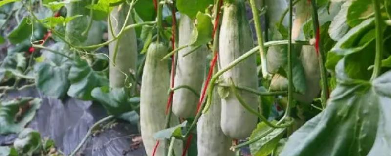 羊角蜜甜瓜坐果后过多久才能成熟，一般需要120-160天左右