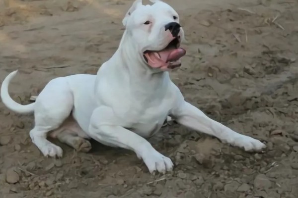 杜高犬是否适合家养,适合养殖但属于城市禁养犬种