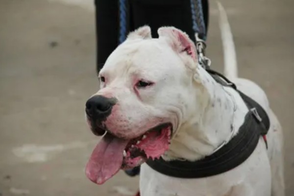 杜高犬是否适合家养,适合养殖但属于城市禁养犬种