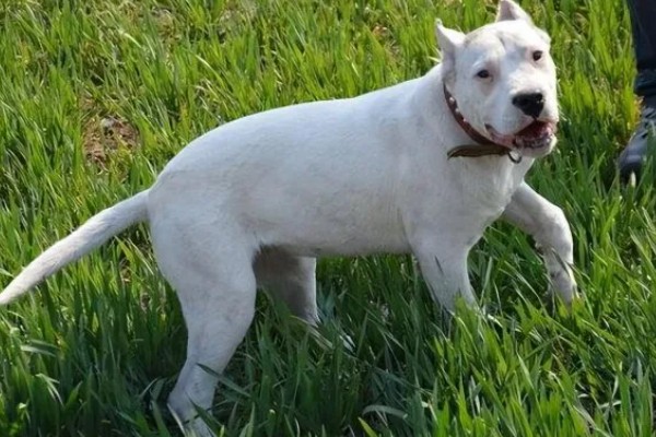 杜高犬是否适合家养,适合养殖但属于城市禁养犬种