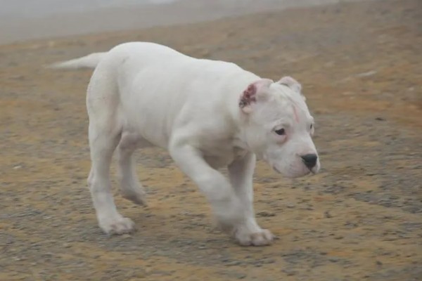 杜高犬是否适合家养,适合养殖但属于城市禁养犬种