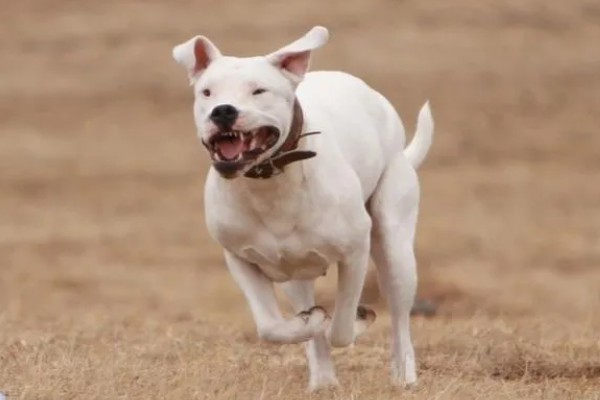 杜高犬是否适合家养,适合养殖但属于城市禁养犬种
