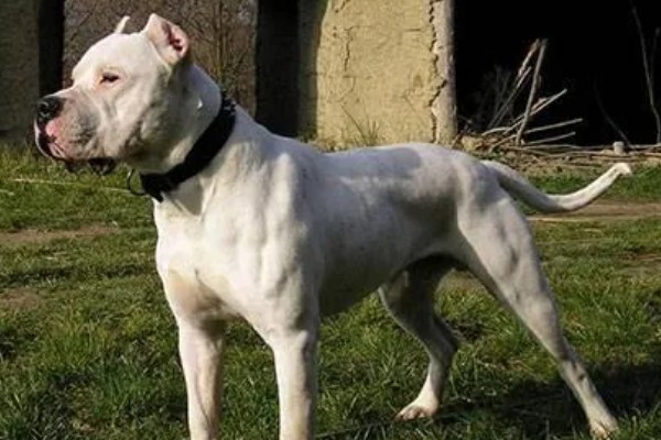 杜高犬是否适合家养,适合养殖但属于城市禁养犬种