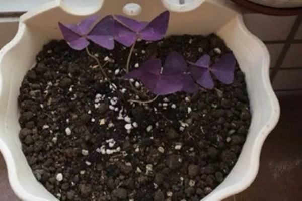 紫叶酢浆草的种球如何栽种，浅栽在盆土中并覆盖2厘米的泥土