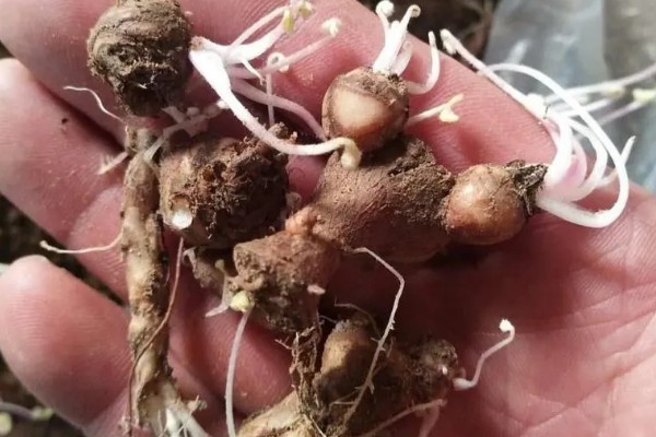 紫叶酢浆草的种球如何栽种，浅栽在盆土中并覆盖2厘米的泥土