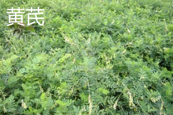 北方适合种哪些药材,防风、北沙参很受欢迎