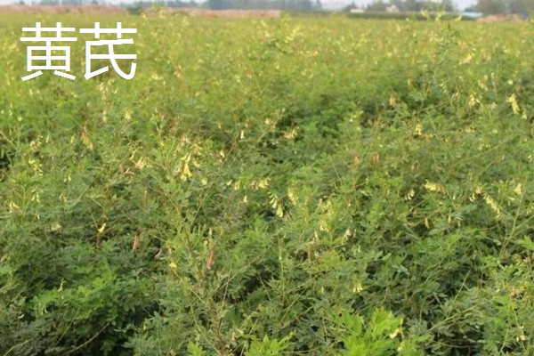 北方适合种哪些药材,防风、北沙参很受欢迎