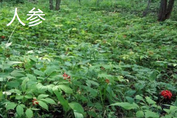 北方适合种哪些药材,防风、北沙参很受欢迎