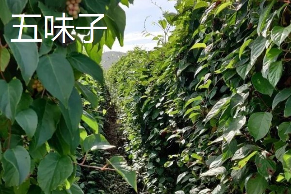 北方适合种哪些药材,防风、北沙参很受欢迎