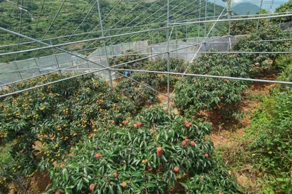 荔枝旺长不开花怎么办,氮肥过多可以喷施磷酸二氢钾